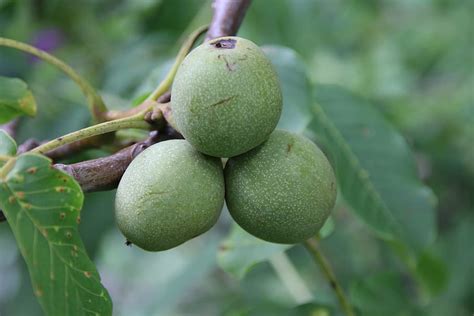 HD wallpaper: walnut, green, fruit, nature, food, food and drink ...