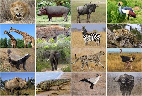 Serengeti Animals Quiz