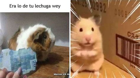 5 MEMES de hámsters graciosos en español - Petlife