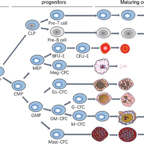 Diagram of hematopoietic stem cell differentiation and development.... | Download Scientific Diagram