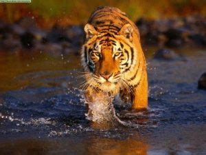 Where Do Bengal Tigers Live and Where Do They Make Their Habitats