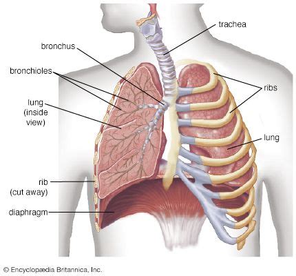 Diagram Of Backbone For Kids / Pediatric Spinal Cord Tumors - It comes with models, collections ...