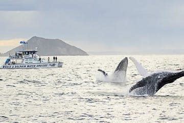 Whale Watching - Nelson Bay, New South Wales | Moonshadow - TQC Cruises