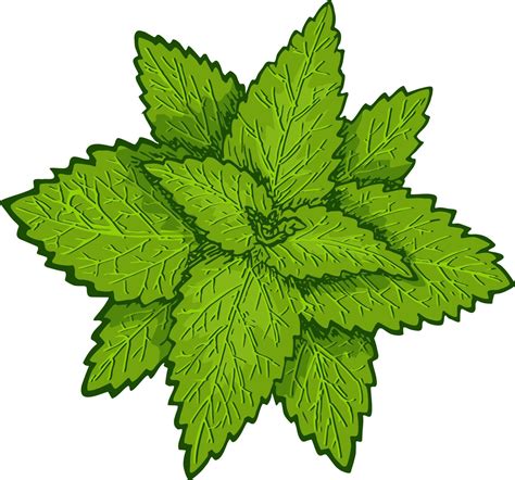 menta. hojas de menta, planta de menta. dibujo botánico 7314594 Vector en Vecteezy