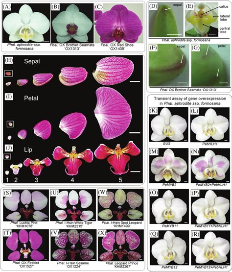 4. The Phalaenopsis flowers used in this study. The flowers of Phal.... | Download Scientific ...