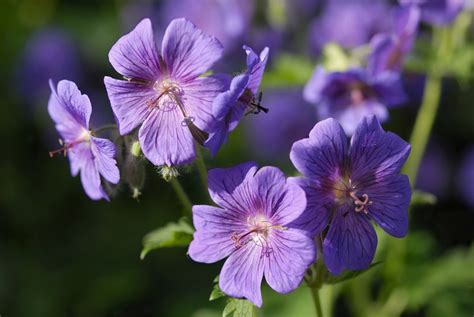 16 Eye-Catching Varieties of Hardy Geranium