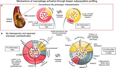 Frontiers | Dynamic Macrophages: Understanding Mechanisms of Activation as Guide to Therapy for ...