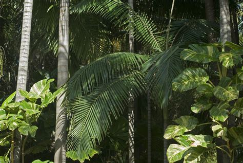 Jungle Or Rainforest Vegetation-3935 | Stockarch Free Stock Photos