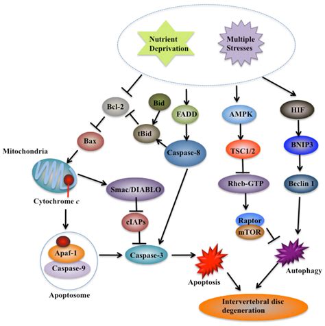 Molecular mechanisms of cell death in intervertebral disc degeneration (Review)