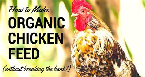 Organic Homemade Chicken Feed Recipe (That Won't Break The Bank ...