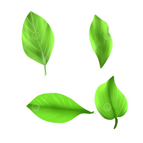 Realistic Green Leaf, Realistic, Green Leaf, Leaf PNG Transparent Clipart Image and PSD File for ...