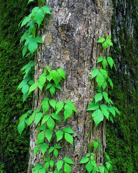 Poison Ivy Vine On Tree Trunk Photograph by Panoramic Images - Fine Art ...