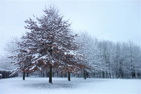 Trees Night Snow Winter Free Stock Photo - Public Domain Pictures