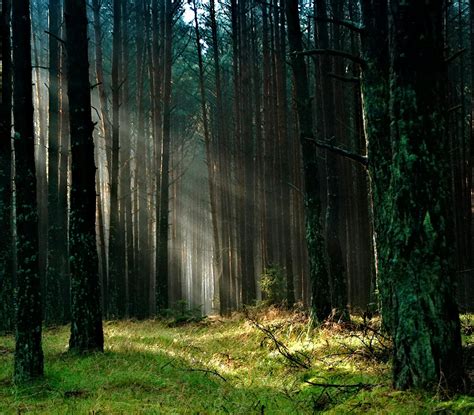 Gratis stockfoto van bomen, Bos, bos achtergrond.