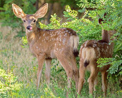 Mule Deer Fawns Photograph by Lowell Monke - Pixels