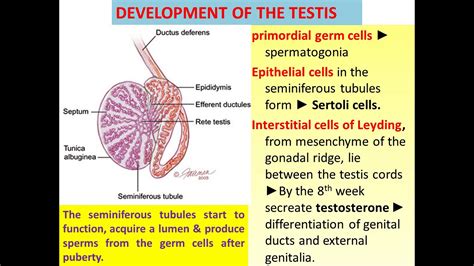 Development of gonads - YouTube