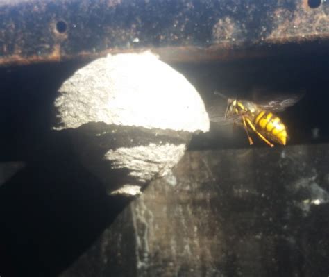 Wasp Nest Removal - MD Pest Control