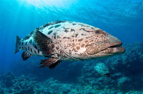 Great Barrier Reef Marine Wildlife Guide - Divers Den