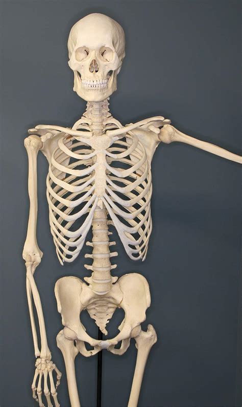 Bones Functions You Need to Know | Med-Health.net