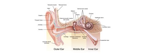 Organ Of Corti Ear Diagram