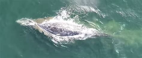 What are the ecological impacts of gray whale benthic feeding ...