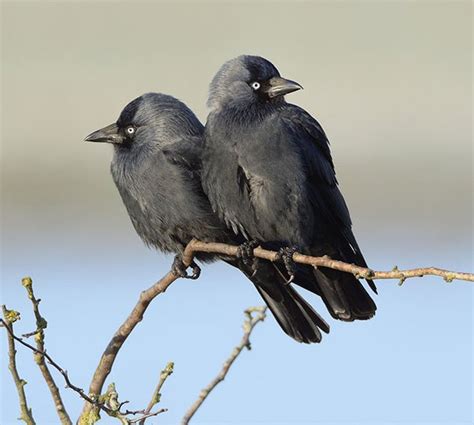 日本以外にもカラスはいますか？ - Quora