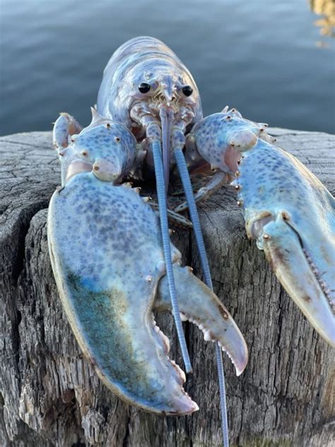 Ultra-rare cotton candy lobster caught in Maine: ‘1 in 100 million’ odds | KLRT - FOX16.com