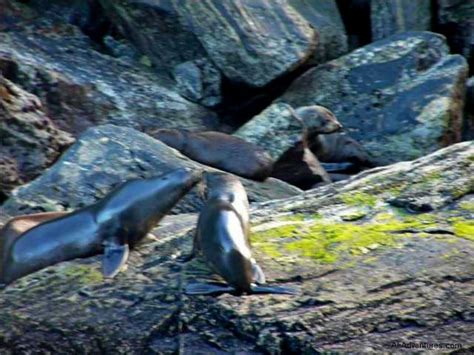 Milford Sound Wildlife - Ali's Adventures