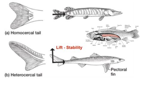 Comparative Zoology Flashcards | Quizlet