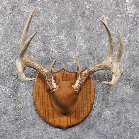 Whitetail Deer Antler Plaque #11664 - The Taxidermy Store