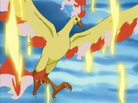 Moltres (anime) | Pokémon Wiki | Fandom powered by Wikia