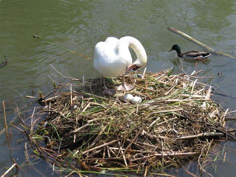 Bird & Travel Photos, Birding Sites, Bird Information: MUTE SWAN, NEST & EGGS, COLONEL SAMUEL ...