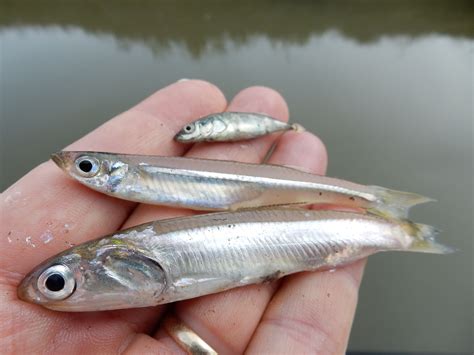 Anchovy, Inland Silverside, & Stickleback - 2016-11-06 | South san francisco, Anchovies, Fish