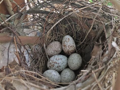 NestWatch | Northern Cardinal nest in NW suburban greater Chicago area ...