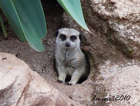 Meerkat Burrow by DanielleMiner on DeviantArt