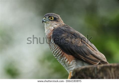 2,863 Eurasian Sparrowhawk Images, Stock Photos & Vectors | Shutterstock