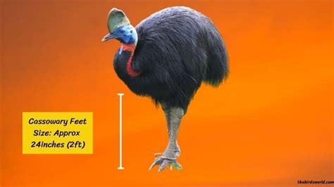 Cassowary Feet And Claw: Explained And Compared With Other