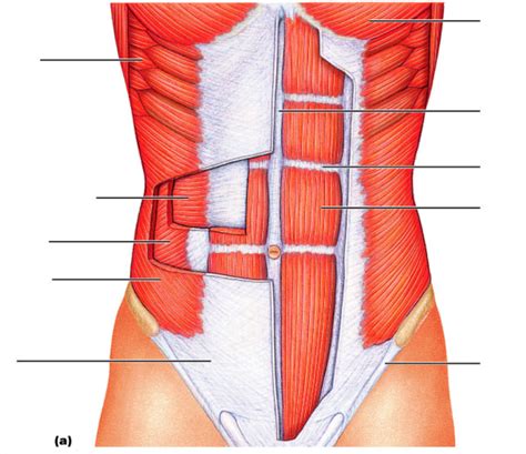 Muscle Labeling - Trunk Diagram | Quizlet