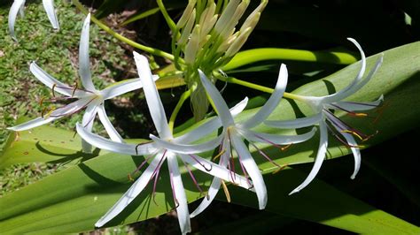 Kauai Flowers Photo by CDMiller | Kauai, Plants, Flowers