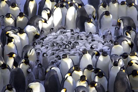 Penguins Huddling