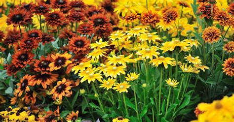 The 15 Best Perennials for Fall Color | Gardener's Path