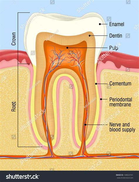 Human Tooth Cross-Section Stock Photo 138923741 : Shutterstock