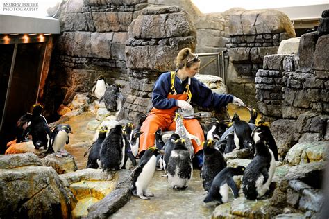 Andrew Potter Photo Blog: Penguin Feeding at The Detroit Zoo