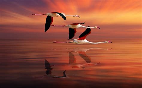 Flamingo Flying Ocean Red Sky Sunset Reflection Beautiful Hd Desktop ...