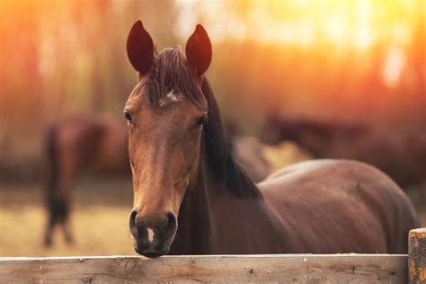 Top 10 Best Horse Rain Sheets - Best Horse Blankets