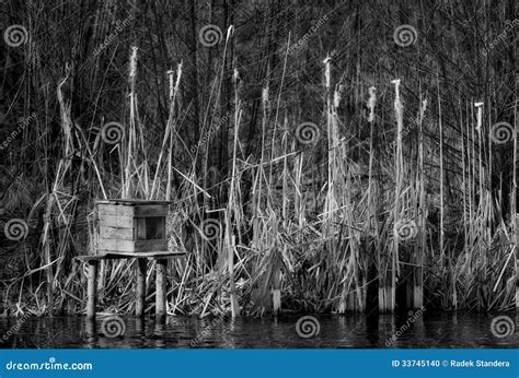 Reeds in a pond stock photo. Image of landscape, shore - 33745140