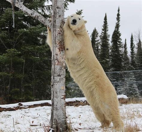 Arriba 103+ Foto Cuál Es La Fauna Del Polar Actualizar