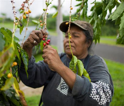 Coffee Connoisseur's Quest: How Hawaiian Coffee Roasters Are Pushing the Boundaries of Flavor ...