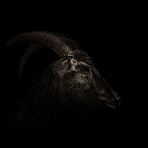 The Witch & Black Phillip: Photo