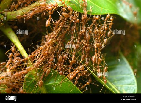 ANTS BUILDING NEST Stock Photo - Alamy